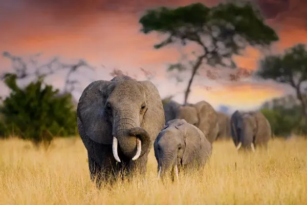 Africa Thumbnail